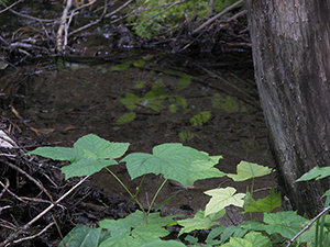 reflection-leaves300x275