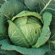 kohl-garden-eat-food-vegetables