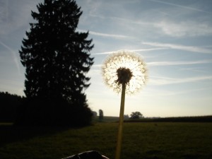 dandelion-back-light-flower-nature-sun