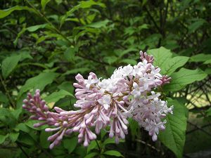 flower-pink-web